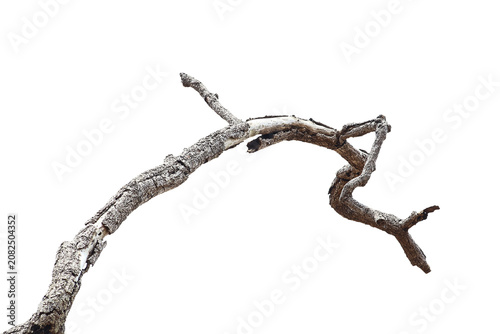 Dead branch with cracked bark isolated on transparent background.