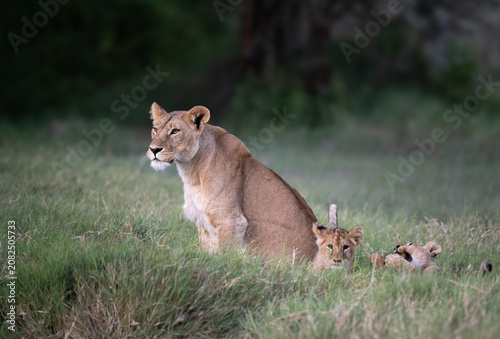 Lioness watching out while her cubs play
