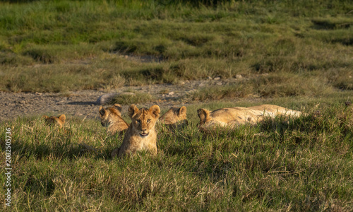 While everyone else is sleeping, one cub is up
