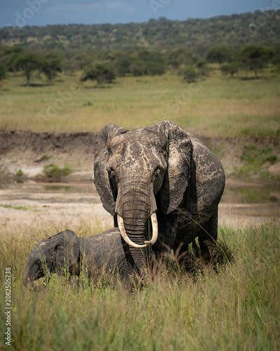 Mother and baby elephant in the grass