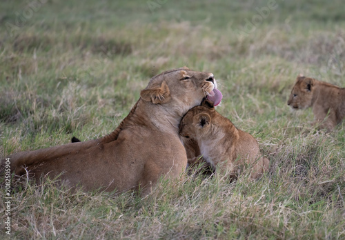 Lion cub snuggles mom while she is trying to clean him