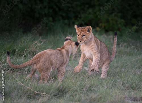 One lion cub is ready to pounce on his sibbling