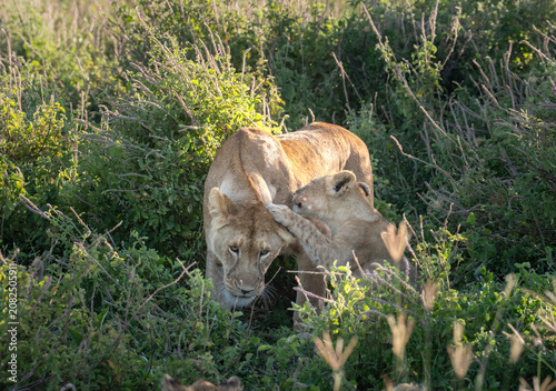 Lioness and a cub playing in the grass