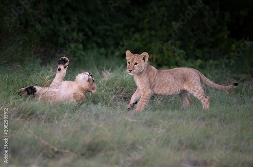 Late afternoon lion cubs playing in the grass