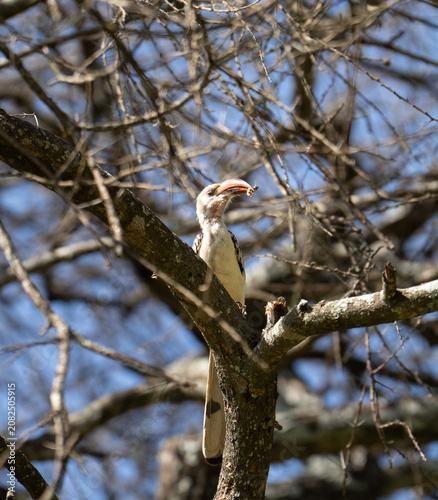 Von der Decken's Hornbill bird with a bug
