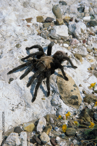 Принти на полотні 04467-00108 Tarantula (Aphonopelma sp.) Starr Co. TX