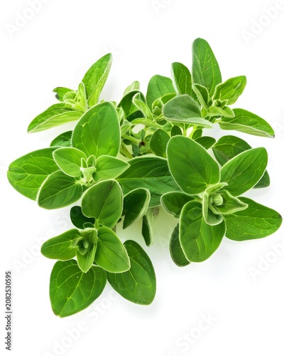 oregano leaves aromatic herb isolated on white background