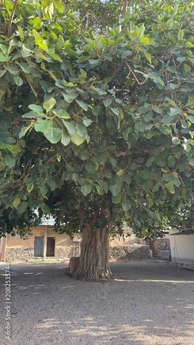 Abha, Saudi Arabia