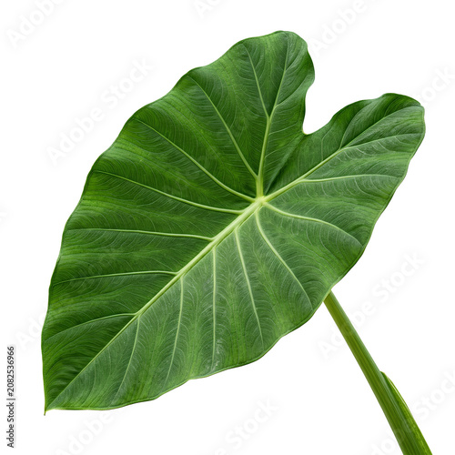 Large Green Tropical Leaf with Prominent Veins 6.