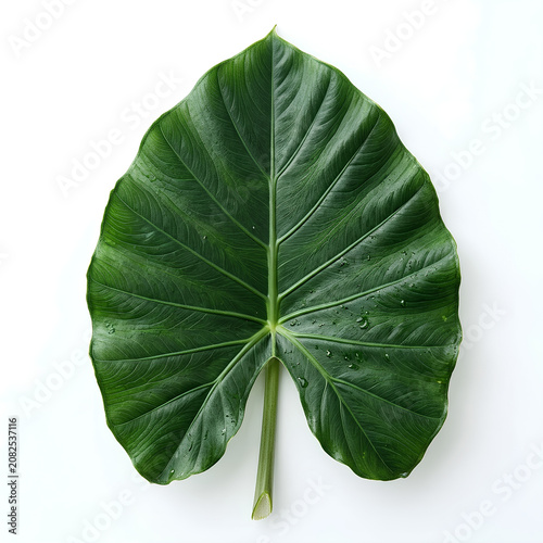 Large Green Tropical Leaf with Prominent Veins.