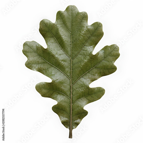 Lobed Green Oak Leaf Isolated On White Background 2.