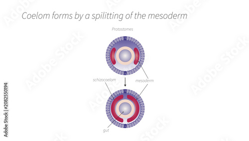 Foto Coelom Formation by Splitting of the Mesoderm (Schizocoely), coelom formation by splitting of the lateral plate mesoderm (schizocoely), resulting in the development of the embryonic body cavity