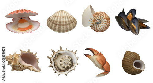 assorted sea shells arranged on a white background for educational or decorative use