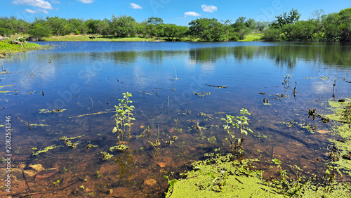 Konstfotografi A serene pond surrounded by lush greenery reflects the clear blue sky, with aquatic plants visible beneath the water's surface, showcasing a peaceful natural ecosystem
