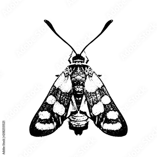 Konstfotografi Vintage hand drawn illustration of a dotted moth isolated on cream background wi