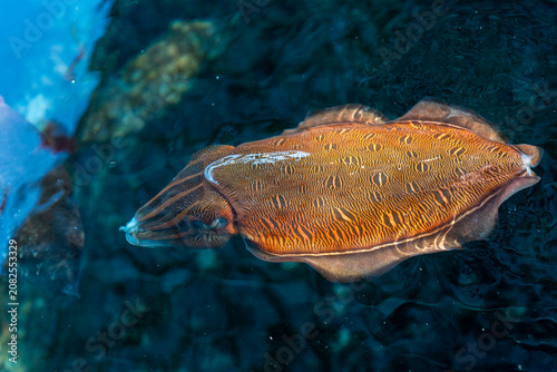 cuttlefish under water