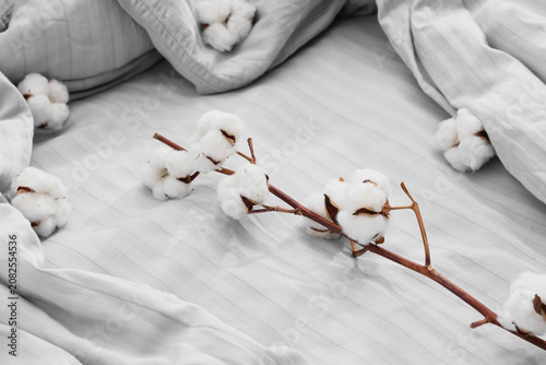 Cotton flowers on grey blan...