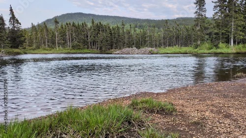 A beaver lodge on the riverbank of the Southwest Brook in the Terra-Nova National Park (Traytown, Newfoundland, Canada)