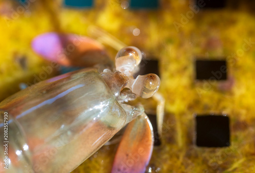 mantis shrimp in a yellow basket
