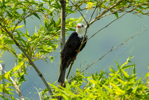 Black Bulbul