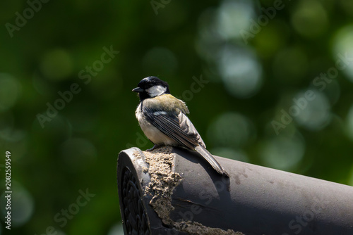 Japanese Tit on the tiles