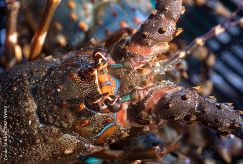 close up of a green lobster