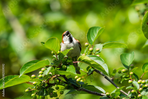 Russet Sparrow on a tree