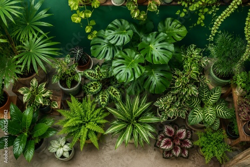 Cuadro en lienzo Lush indoor garden with various potted plants arranged against a vibrant green wall, viewed from above