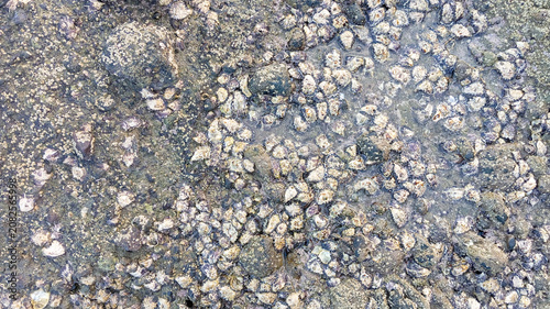 Fotografía Top view background texture of coastal rock surface covered with small barnacles