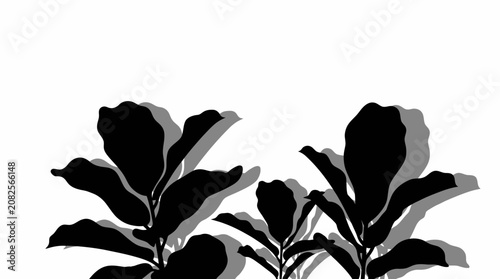 Minimalist black silhouette of fiddle leaf fig plants on white background with shadows. Vector Illustration