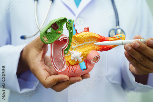 Fotografía Liver with gallbladder, pancreas spleen and duodenum, Asian doctor holding human anatomy model for study diagnosis and treatment in hospital