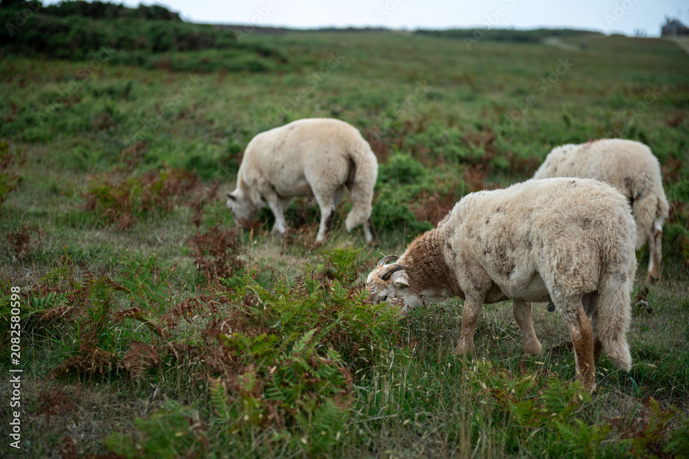 Fototapeta premium Sheep grazing in lush meadow.