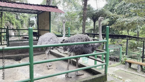 Two Ostriches Standing in a Tropical Zoo Enclosure