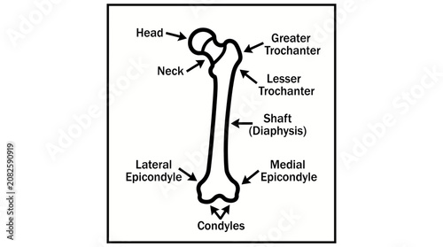 Foto doctor, patient, consultation, osteoporosis, medical, healthcare, checkup, bone,