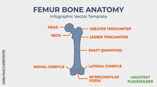Tableau sur toile Femur Bone Anatomy Labeled Diagram - Infographic Vector Template