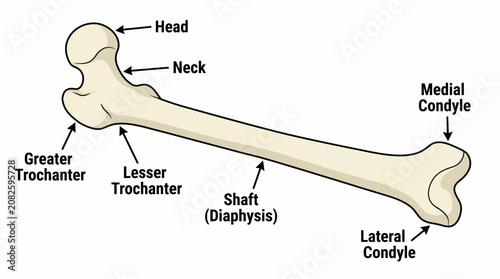 Foto Femur Bone Anatomy Labeled Diagram - Isolated Vector Illustration