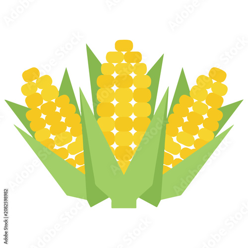 Three fresh ears of yellow corn with green husks flat icon vegetable agriculture nutrition