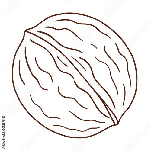 Walnut vector icon set. Hand drawn colored and linear outline illustration of whole walnut nut isolated on white.