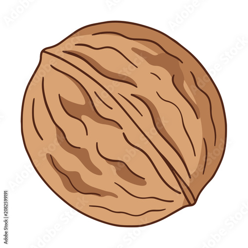 Walnut vector icon set. Hand drawn colored and linear outline illustration of whole walnut nut isolated on white.