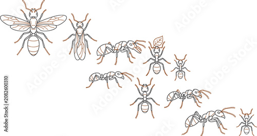 Photos Ant and Wasp Line Art Icon Set with Flying Hymenoptera Insects, Worker Ants, Gar