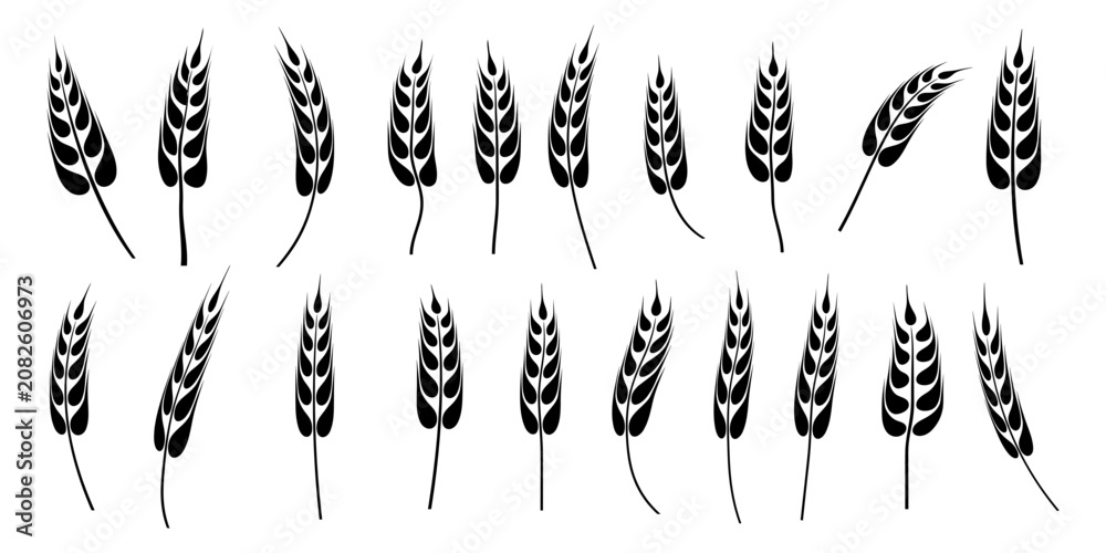 Fototapeta premium Set ears of wheat, rye or barley, agriculture and harvest, black isolated silhouette on white background, vector drawing
