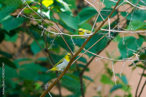 Swinhoe's White-eye