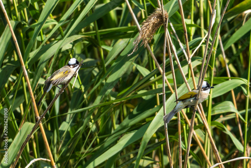 Light-vented Bulbul  on the grass