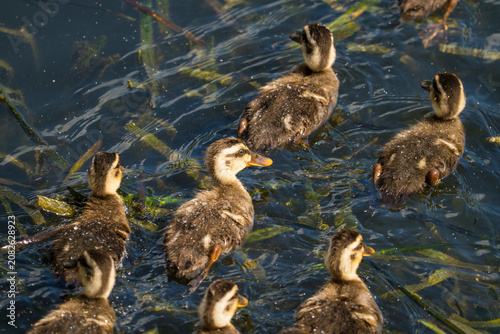 Eastern Spot-billed Duck babies