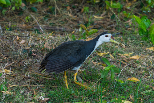 White-breasted Waterhen