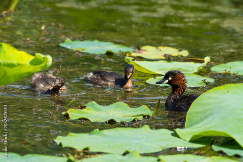 Little Grebe and its babies