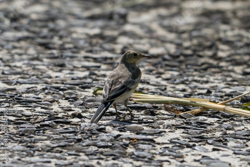 Young White Wagtail