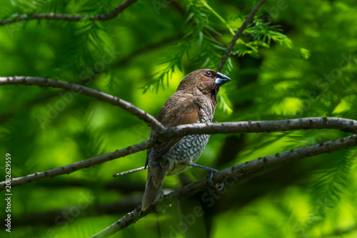 Scaly-breasted Munia on the brunch