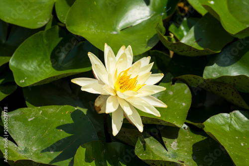 white water lily