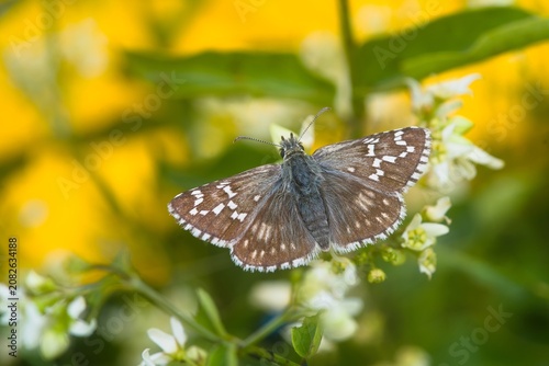 Photography Pyrgus carthami